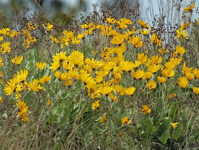 Photo of arrowleaf balsamroot taken on Chase-Kamloops backroad.