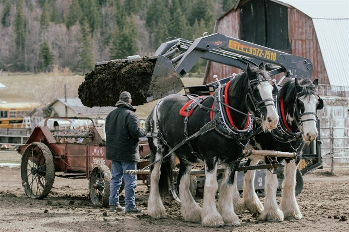 Draft horses getting loaded up to spread manure on The Ranch, a ranch in Pritchard, on April 17, 2022.