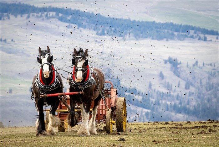 Draft horses spreading manure on a ranch called The Ranch in Pritchard, April 17, 2022.