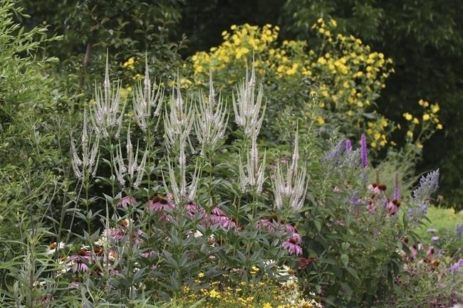 This June 2020 image provided by Debbie Roos shows North Carolina native plants (culver's root, coneflower, whorled tickseed, hoary skullcap, blazing star, cup plant, climbing aster, stemless ironweed and blackhaw viburnum) growing in the demonstration Pollinator Paradise Garden in Pittsboro, N.C.