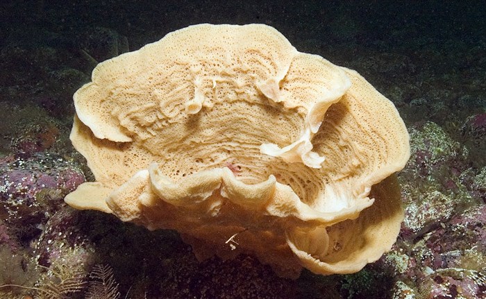 Deepwater sponges are also found in the shallow waters of the Hoeya Head Sill in Knight Inlet.