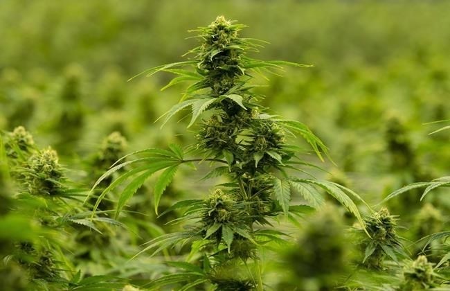 A flowering cannabis plant is seen during a tour of the Hexo Corp. facility in Masson Angers, Que., on Oct. 11, 2018. Hexo Corp. says it will close its Belleville, Ont. facility this summer affecting 230 employees as it further streamlines operations.
