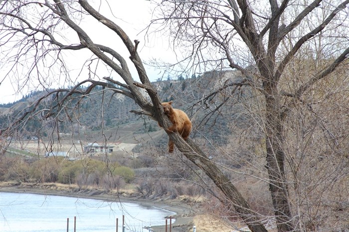 A bear in a tree along the South Thompson River in Kamloops's Valleyview neighbourhood taken April 19, 2022.