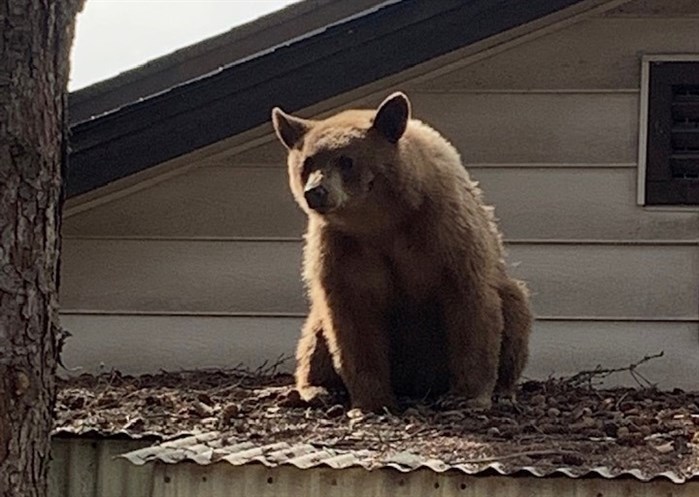 A bear on the roof of a home along the South Thompson River in Kamloops's Valleyview neighbourhood, Wednesday, April 20, 2022.