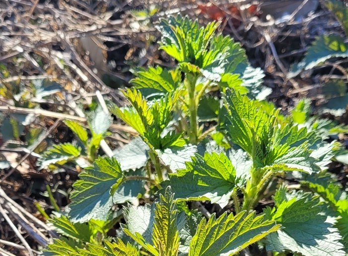 A stinging nettle plant growing in Summerland. 