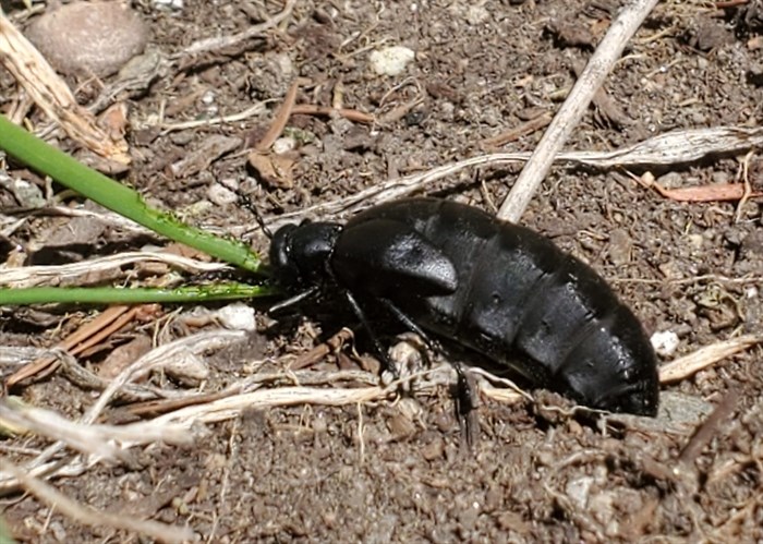 A blister beetle is seen in a Kamloops garden, April 23, 2022. 