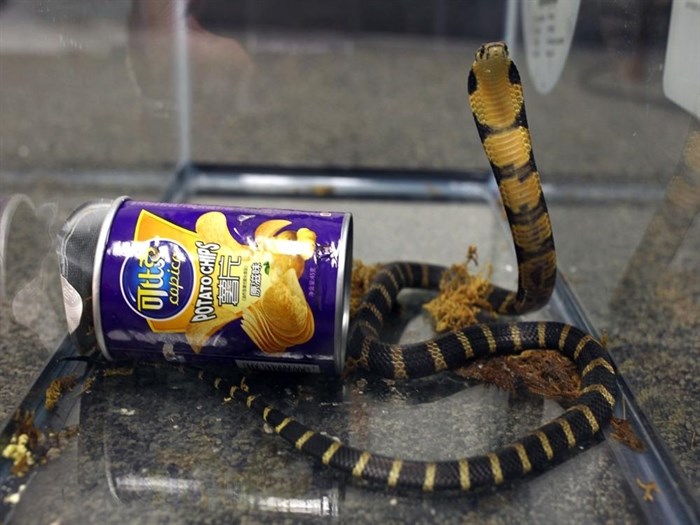 FILE - This undated photo provided by U.S. Fish and Wildlife shows a king cobra snake hidden in a potato chip can that was found in the mail in Los Angeles. More than one in five species of reptiles worldwide, including the king cobra, are threatened with extinction, according to a comprehensive new assessment of thousands of species published Wednesday, April 27, 2022, in the journal Nature.