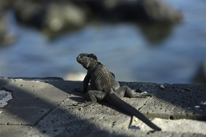 FILE - A marine iguana suns itself on the edge of a boardwalk in San Cristobal, Galapagos Islands, Ecuador on May 2, 2020. More than one in five species of reptiles worldwide, including the marine iguana, are threatened with extinction, according to a comprehensive new assessment of thousands of species published Wednesday, April 27, 2022, in the journal Nature.