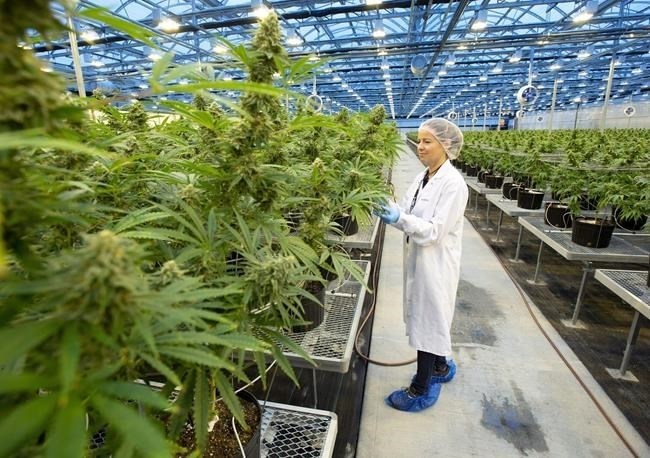 A Hexo Corp. employee examines cannabis plants in one of the company's greenhouses, seen during a tour of the facility, Thursday, October 11, 2018 in Masson Angers, Que. The musical chairs is continuing at Hexo Corp. as the cannabis company has announced the appointment of its third CEO in six months.