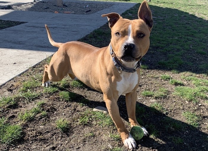 Reese, a two-year-old pit bull looking for a second chance at life after suffering a neglect situation. Located at the B.C. SPCA, Kelowna Branch. 