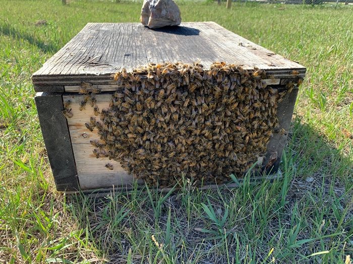 A bee colony in Kamloops owned by resident Leroy Harder. 