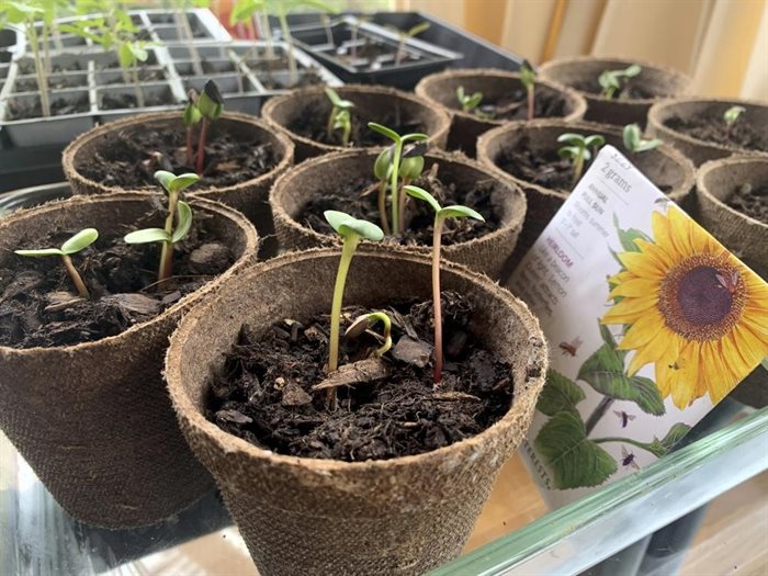 Sunflower seedlings are shown growing in pots on April 21, 2022, in New York.