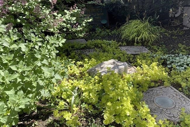 This image provided by Jessica Damiano shows the chartreuse foliage of Hakone grass and golden creeping Jenny brightening a partly shady garden on May 13, 2021, in Glen Head, N.Y.
