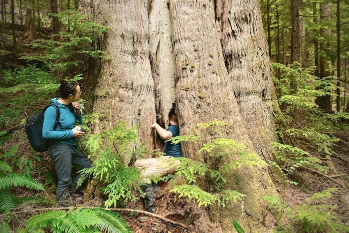 Mark Worthing squeezes into an old-growth tree while conducting a survey for black bear dens on B.C.'s central coast.