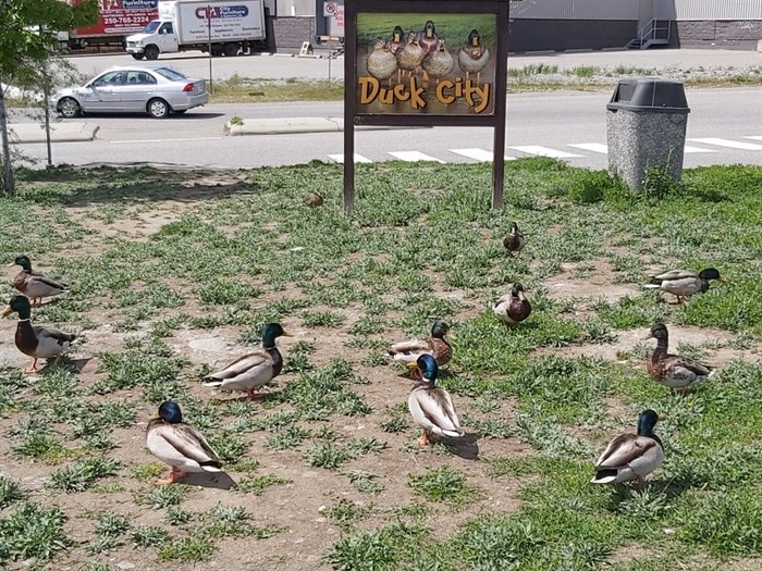 The ducks flock to Duck City.