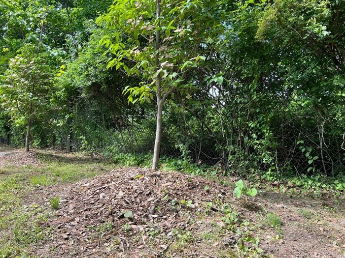 This May 18, 2022, image shows "volcano mulching" applied around a young dogwood tree in Greenvale, N.Y. The practice is detrimental to trees and often results in their slow death.