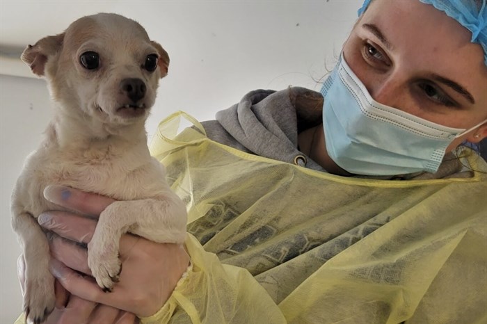 One of three Chihuahuas seized by the B.C. SPCA at a home in Fort St. John in northern B.C.
