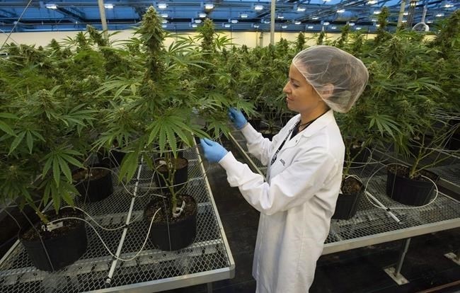 A Hexo Corp. employee examines cannabis plants in one of the company's greenhouses, seen during a tour of the facility, Thursday, October 11, 2018 in Masson Angers, Que. Cannabis company Hexo Corp. says Zenabis Global Inc., its wholly owned subsidiary, has filed for protection under the Companies’ Creditors Arrangement Act.
