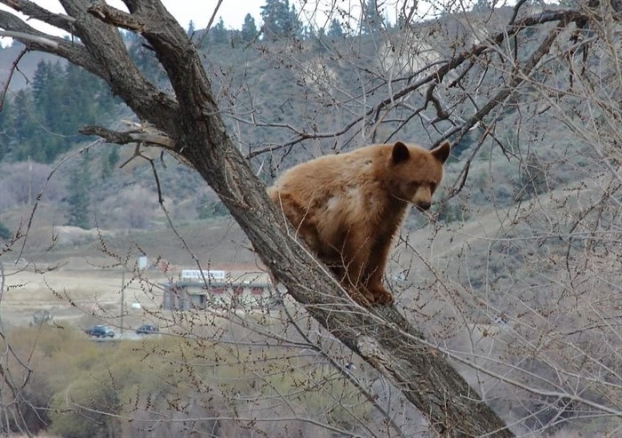 A blonde bear has been spotted and photographed by many Valleyview residents since moving into the community in mid-April. 