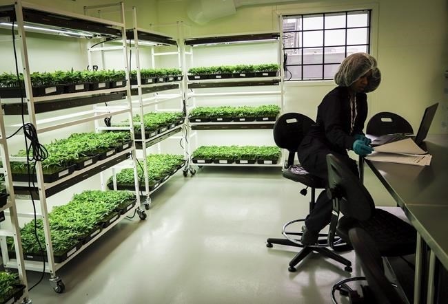 An employee monitors young marijuana in a grow room during a tour of the Sundial Growers Inc. marijuana cultivation facility in Olds, Alta., Wednesday, Oct. 10, 2018. Sundial Growers Inc. has agreed to make a stalking horse bid to acquire cannabis grower Zenabis Group, which obtained court protection from creditors last week.