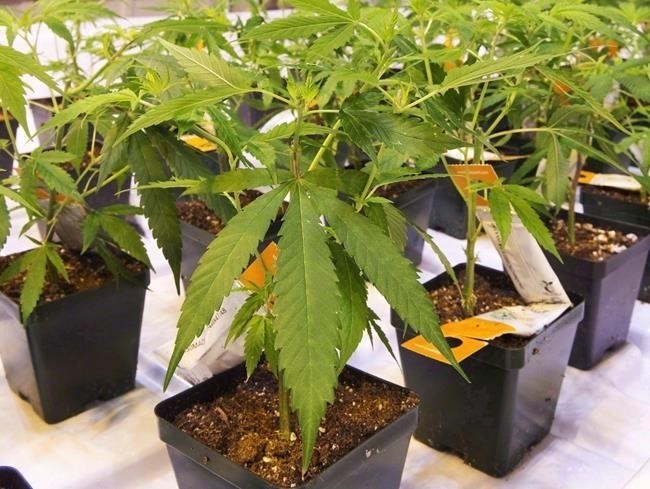 Cannabis seedlings are shown at an Aurora Cannabis grow facility in Montreal on Nov. 24, 2017. Aurora Cannabis Inc. says it is laying off 12 per cent of its workforce as the company embarks on a reorganization.