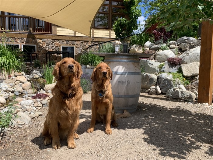 Come for the wine, stay for the dogs at River Stone Estate Winery.