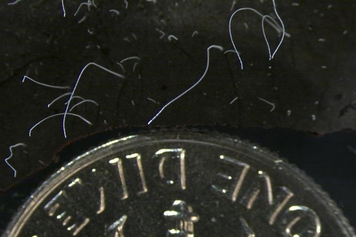 This microscope photo provided by the Lawrence Berkeley National Laboratory in June 2022 shows thin strands of Thiomargarita magnifica bacteria cells next to a U.S. dime coin. The species was discovered among the mangroves of Guadeloupe archipelago in the French Caribbean.