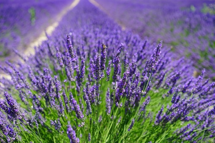 Fields of lavender. 