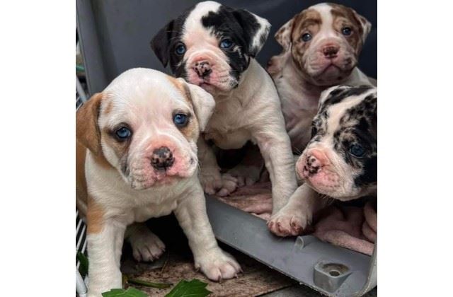 Eight Alapaha blue-blood puppies were stolen from Watson's front yard on June 28, 2022. Buyers will often pay between $2,500 and $3,500 for each.