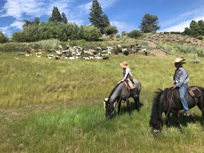 Denise Daigle (left) and Gary Winkler of Vahana Nature Rehabilitation watching over a herd of goats doing wildfire mitigation in Merritt, July 8, 2022.