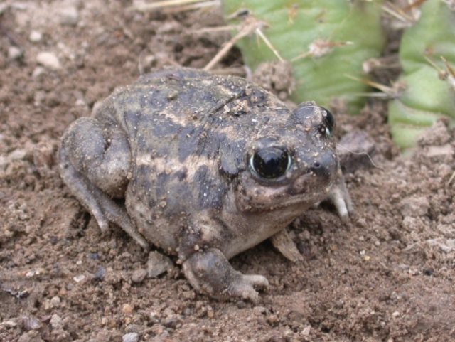 The Great Basin spadefoot toad is only found in some of the Southern Interior