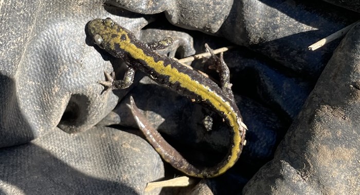 A long-toed salamander.