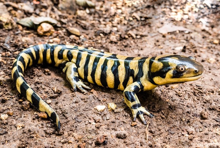 A Blotched Tiger salamander.