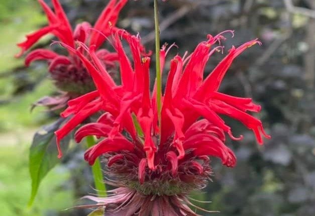 Called Bee Balm, this red flower is great for pollinators and hummingbirds in the Bolean Gardens in the Falklands.