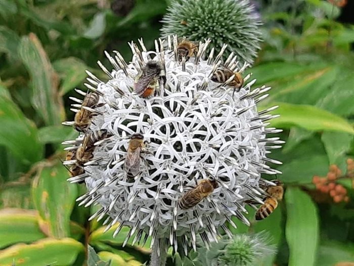 Globe Thistle plant with honey bees in the Bolean Gardens in the Falklands. 