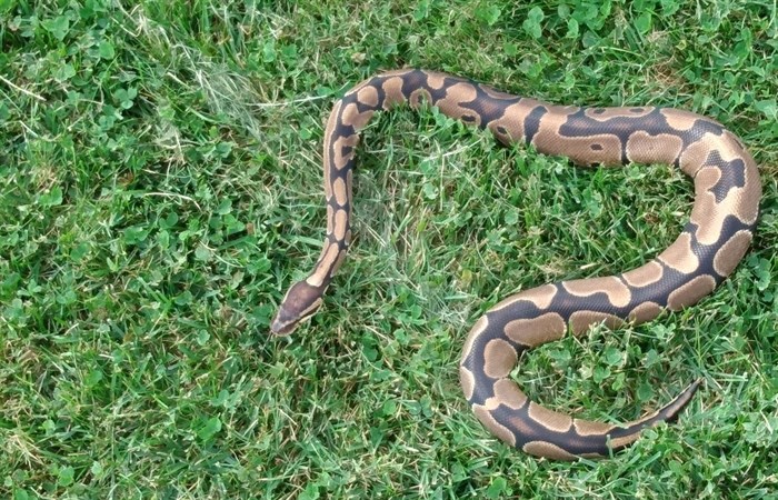 Wiggum the pet ball python snake went missing from his Kamloops home on July 27, 2022.