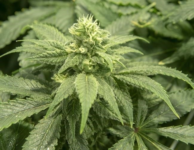 Cannabis plants are seen at a growing facility, Wednesday, February 20, 2019 in Sainte-Eustache, Que.