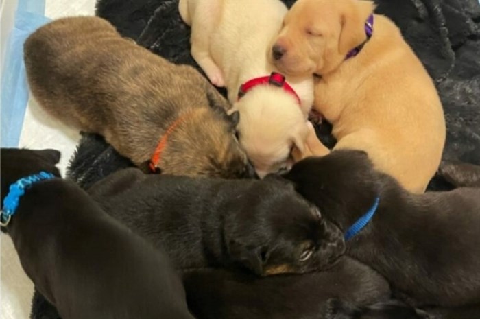 Nine puppies were rescued from an area in the Fraser Valley by BC SPCA end of June, 2022.