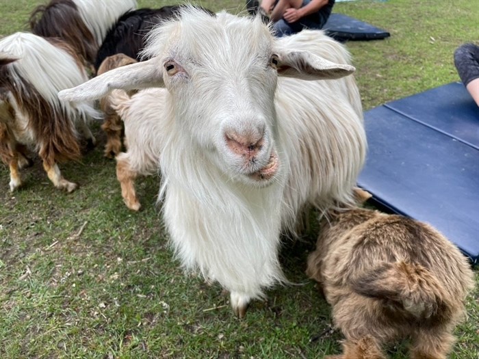 A friendly goat at GottaGoat Farm in Penticton, 2022.