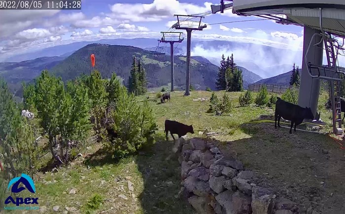One Apex webcam shows cows grazing and a smoky Keremeos Creek wildfire from the top of the mountain.