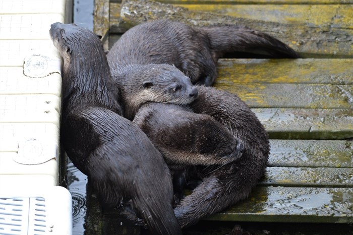River otters on a wharf on Shuswap Lake in Salmon Arm, Aug. 4. 