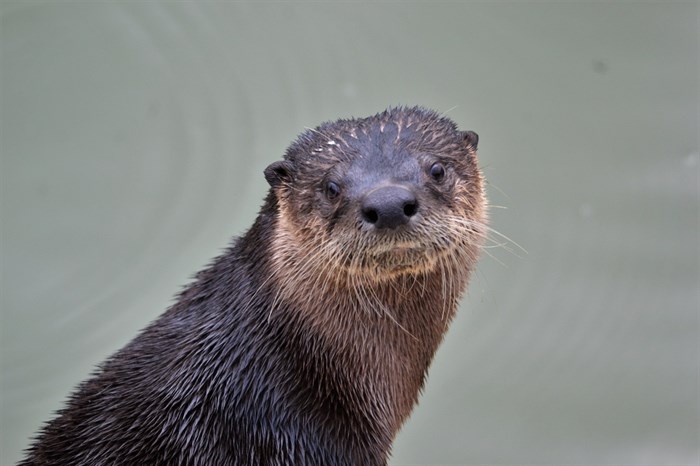 A river otter caught on camera on a wharf on Shuswap Lake in Salmon Arm, Aug. 4. 