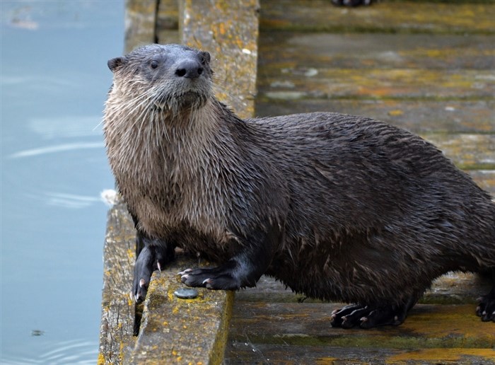 A river otter on a wharf on Shuswap Lake in Salmon Arm, Aug. 4.