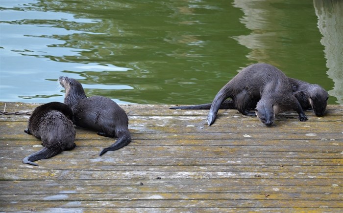 River otters on a wharf in Salmon Arm, Aug. 4. 