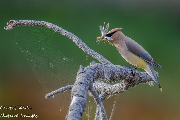 A Waxwing is making a meal out of a dragonfly.