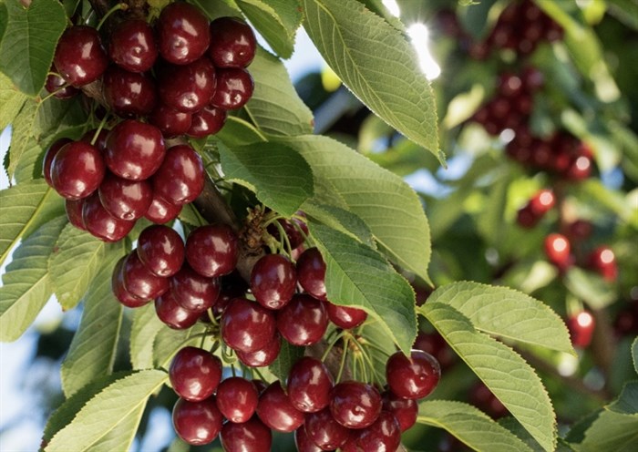 Canadian cherry growers can now ship their fruit to South Korea. 