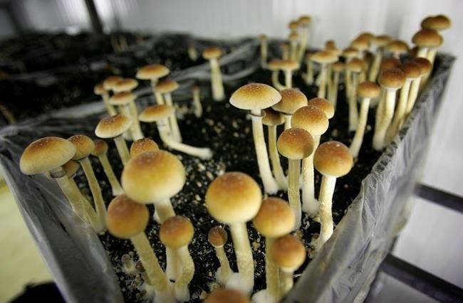Psilocybin mushrooms are seen in a grow room at the Procare farm in Hazerswoude, central Netherlands, Aug. 3, 2007. Experts say the decriminalization of some hard drugs in British Columbia can help reduce stigma around psychedelic substances that have medicinal value but were wrongly caught up in the war on drugs.