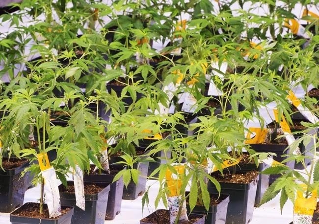 Aurora Cannabis Inc. has signed a deal to buy a controlling interest in Bevo Agtech Inc., a supplier of vegetable seedlings and flowers. Cannabis seedlings at the Aurora Cannabis facility Friday, November 24, 2017 in Montreal.
