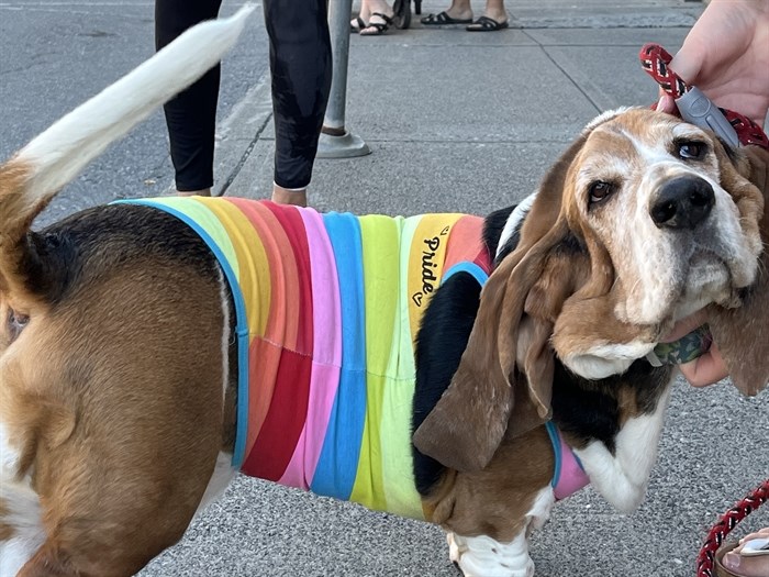Gladys the Basset Hound dressed up for Kamloops Pride Parade on Aug. 28, 2022
