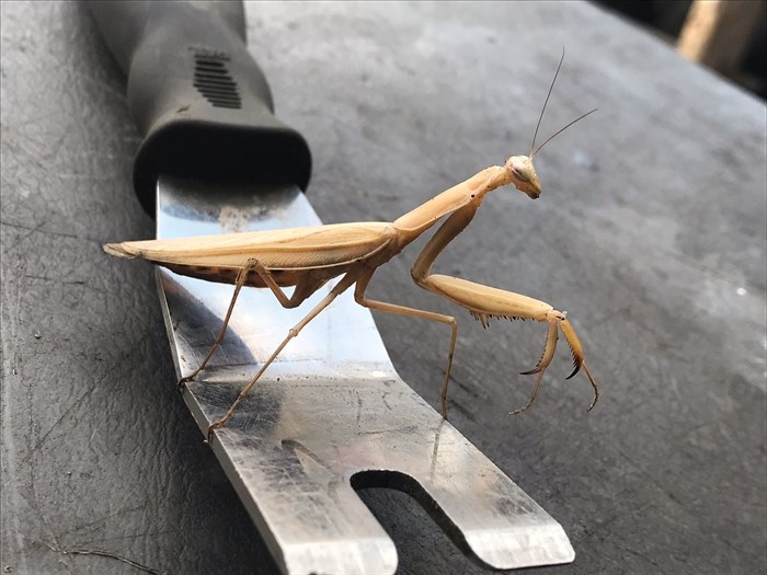 A praying mantis was caught on camera in Kamloops on Aug. 26, 2022.